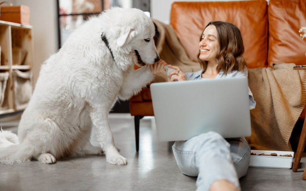 15 Pros and Cons of House Sitting and Pet Sitting